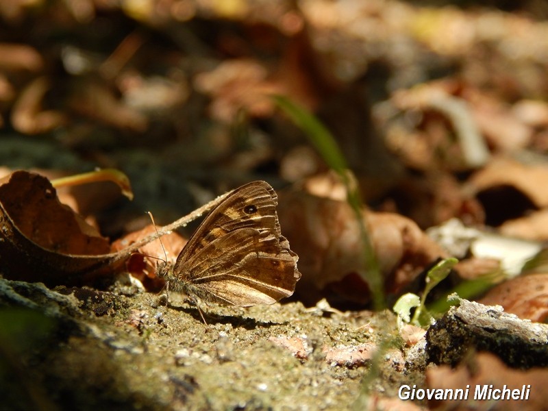 Parco del Ticino: incontri del 26.7.15